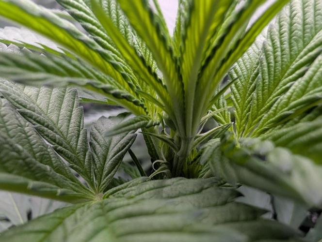 Monkey Venom. Week 8