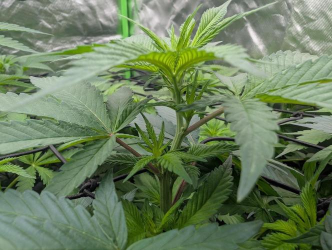 Lovely Z. Week 8