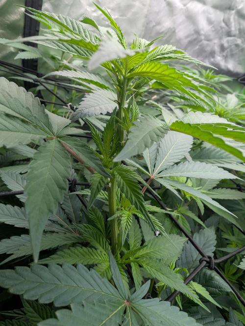 Lovely Z. Week 8
