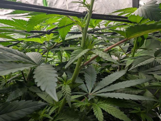 Lovely Z. Week 8