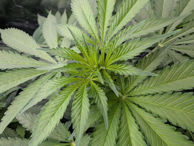Cant have enough cookies. Week 9
