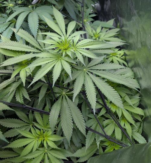 Cant have enough cookies. Week 9
