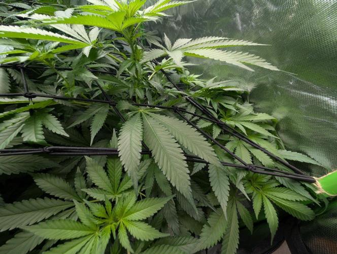 Wedding Cookies. Week 9