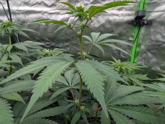 OG Nana. Week 9