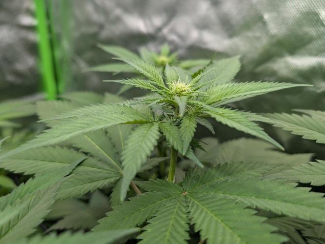 Growing Crack. Week 9