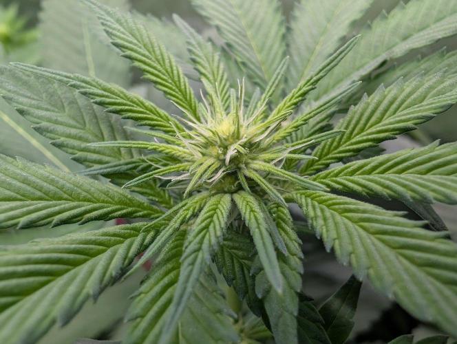 Growing Crack. Week 9