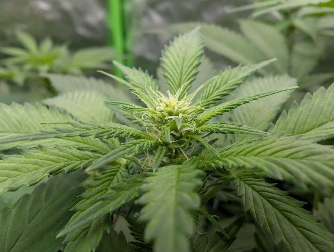 Growing Crack. Week 9