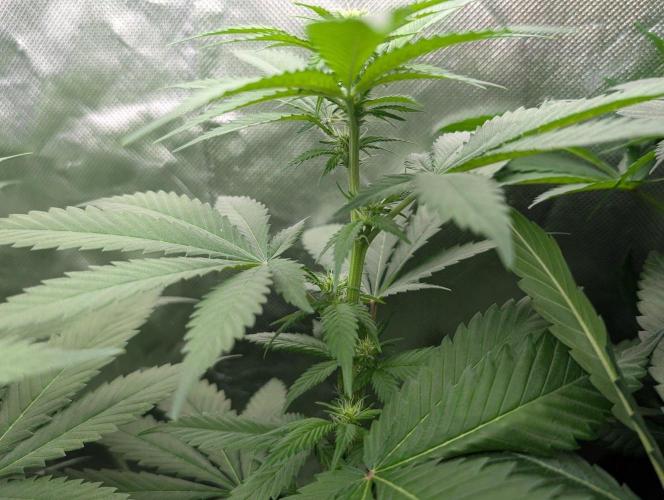 Mango Crack. Week 9