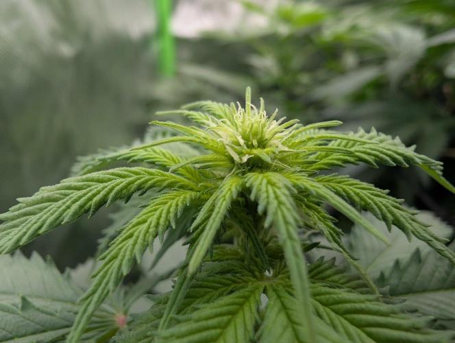 Pure LED Q-V2 320W. Week 9