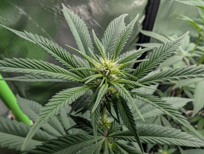 Monkey Venom. Week 9