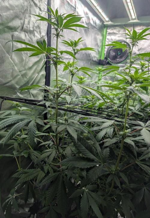 Monkey Venom. Week 9