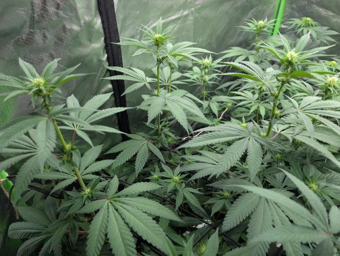Monkey Venom. Week 9