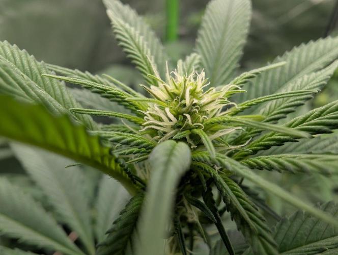 Monkey Venom. Week 9