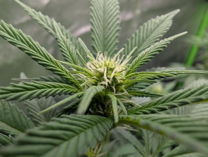 Monkey Venom. Week 9