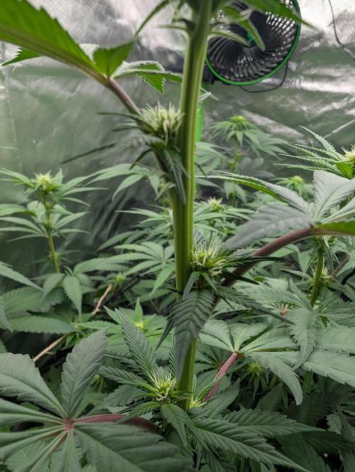 Monkey Venom. Week 9