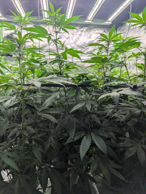 Lovely Z. Week 9