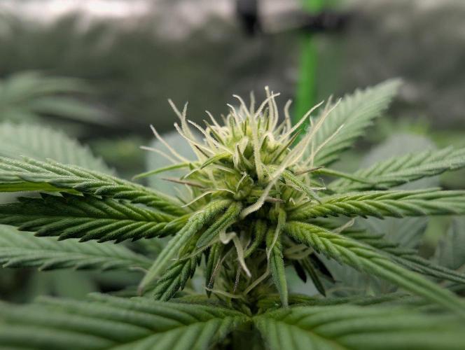 Lovely Z. Week 9