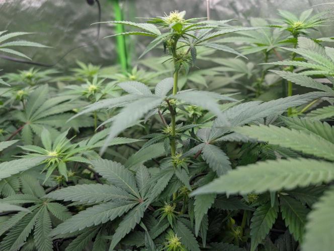 Lovely Z. Week 9