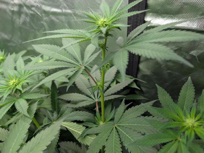 Pink Gelato 🍦😋. Week 9
