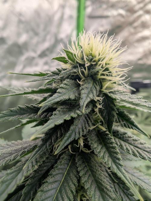 Zazatsu. Week 11