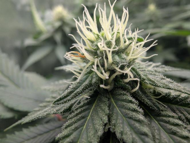 Pure LED Q-V2 320W. Week 11