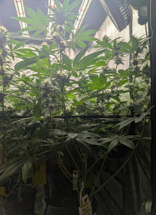 Pink Gelato 🍦😋. Week 11