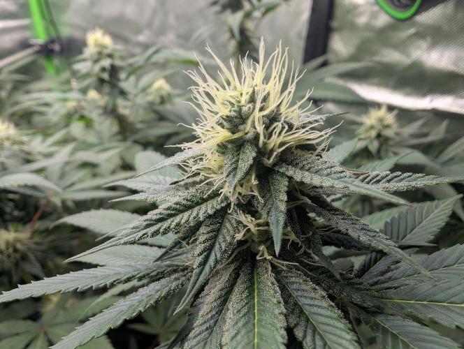 Pink Gelato 🍦😋. Week 11
