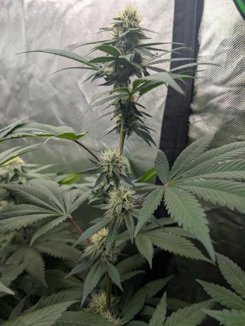 Pink Gelato 🍦😋. Week 11