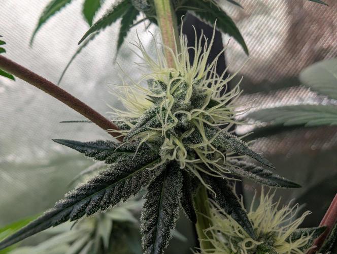 Pink Gelato 🍦😋. Week 11