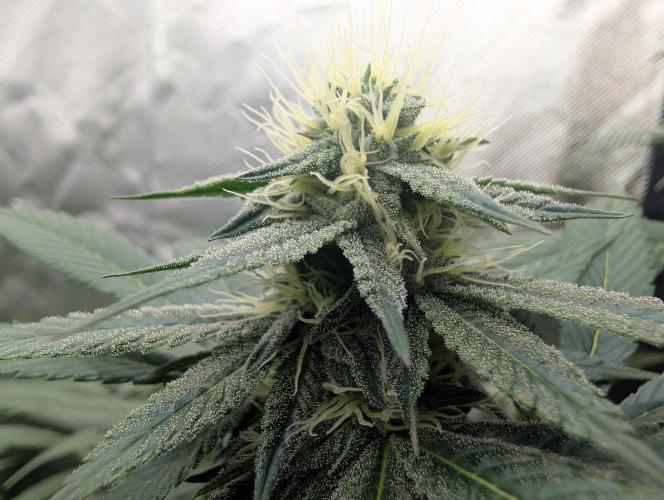 Pink Gelato. Week 11