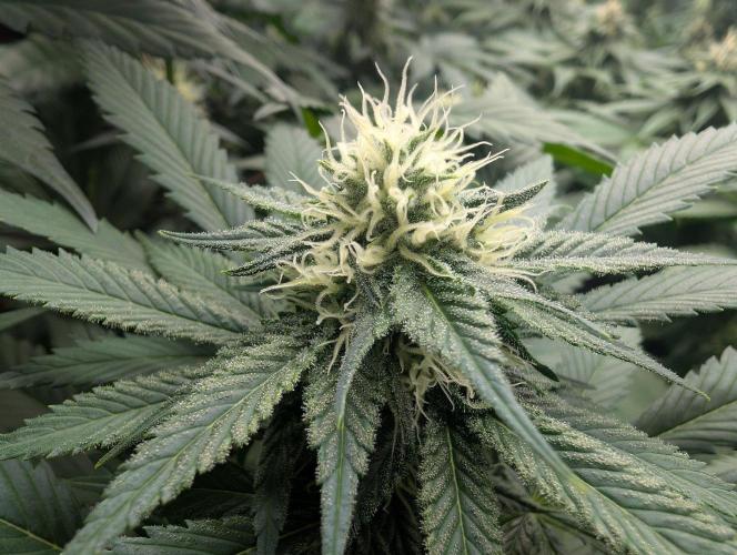 Growing Crack. Week 11