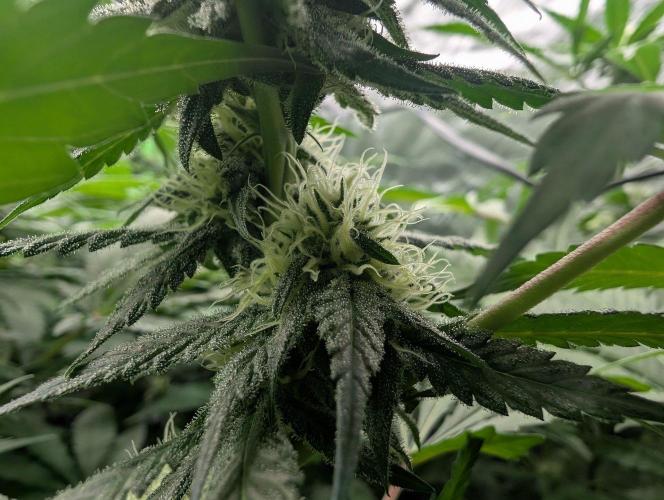 Growing Crack. Week 11