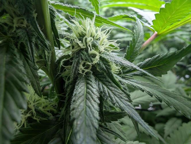 Growing Crack. Week 11