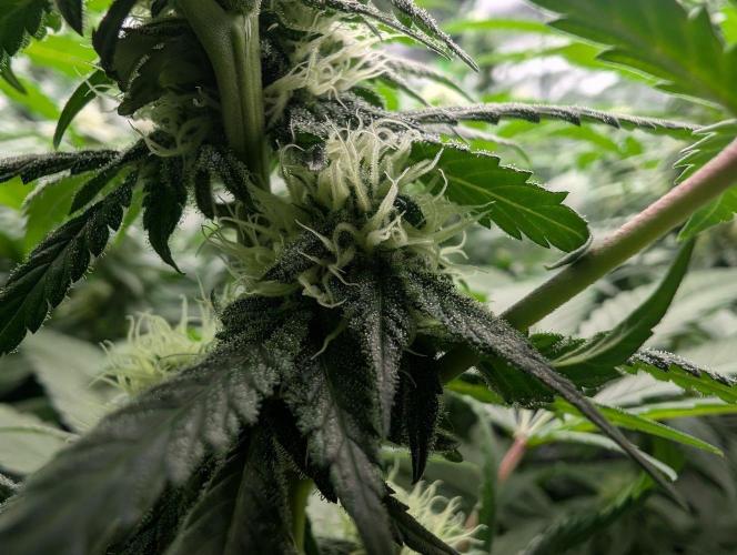 Growing Crack. Week 11