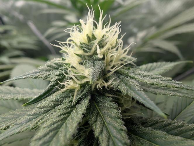 Mango Crack. Week 11