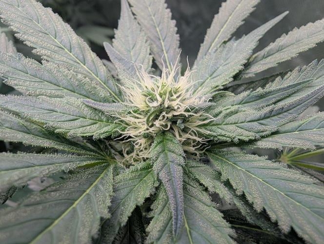 Cant have enough cookies. Week 11