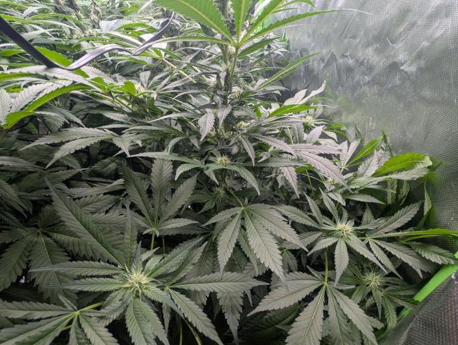 Cant have enough cookies. Week 11