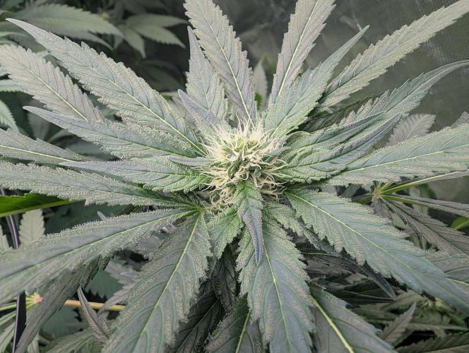 Cant have enough cookies. Week 11
