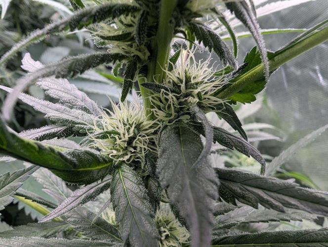 Cant have enough cookies. Week 11