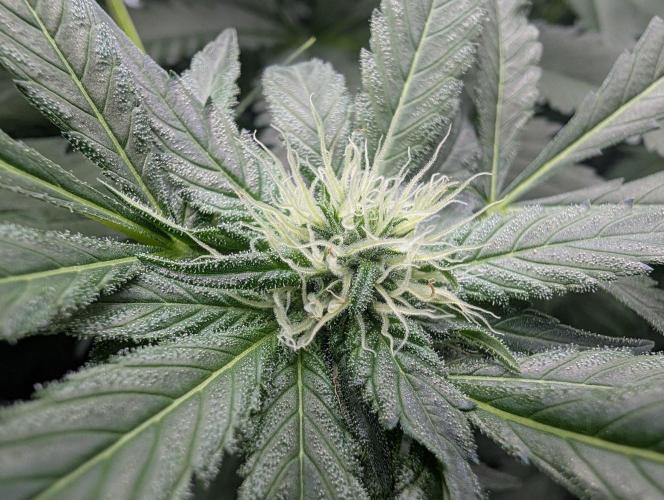 Cant have enough cookies. Week 11