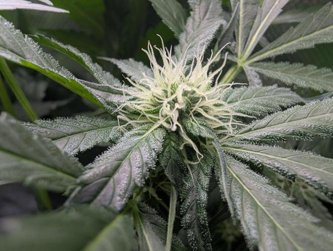 Cant have enough cookies. Week 11