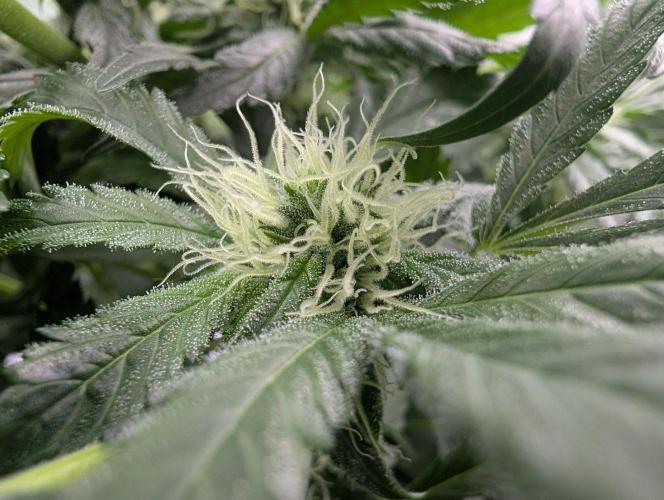 Cant have enough cookies. Week 11
