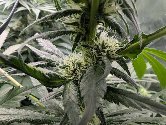 Cant have enough cookies. Week 11