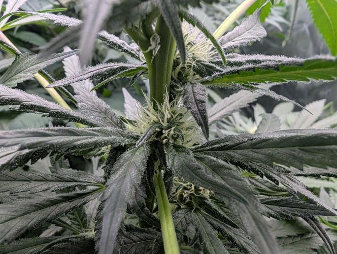 Cant have enough cookies. Week 11