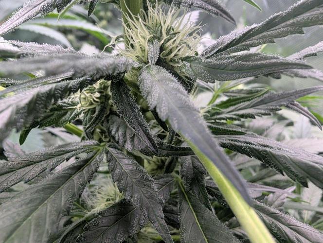 Wedding Cookies. Week 11