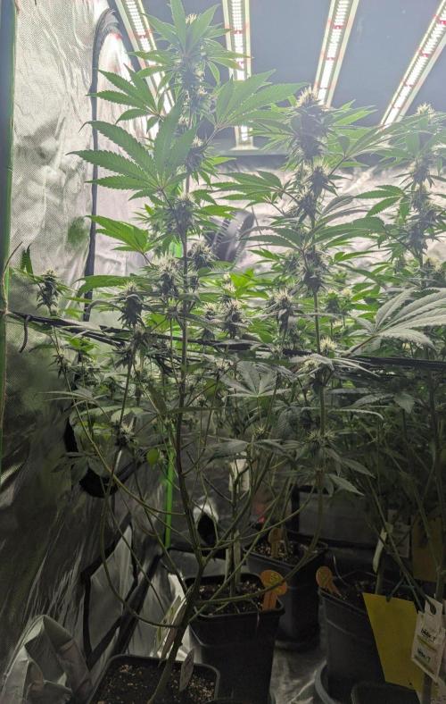 Monkey Venom. Week 11