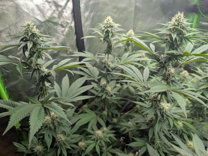 Monkey Venom. Week 11