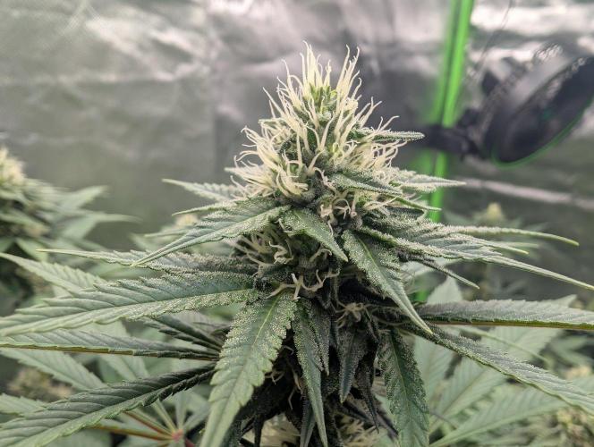 Monkey Venom. Week 11
