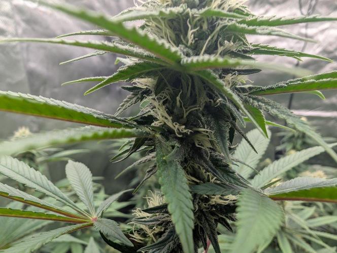 Monkey Venom. Week 11