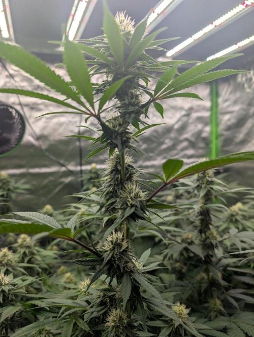 Monkey Venom. Week 11